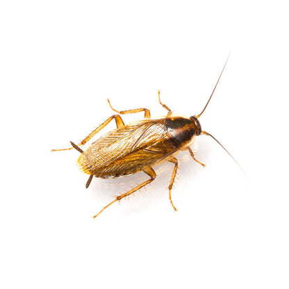 Insective Kakkerlakkenval XL | Met Lokstof | 30-60 Dagen Effectief