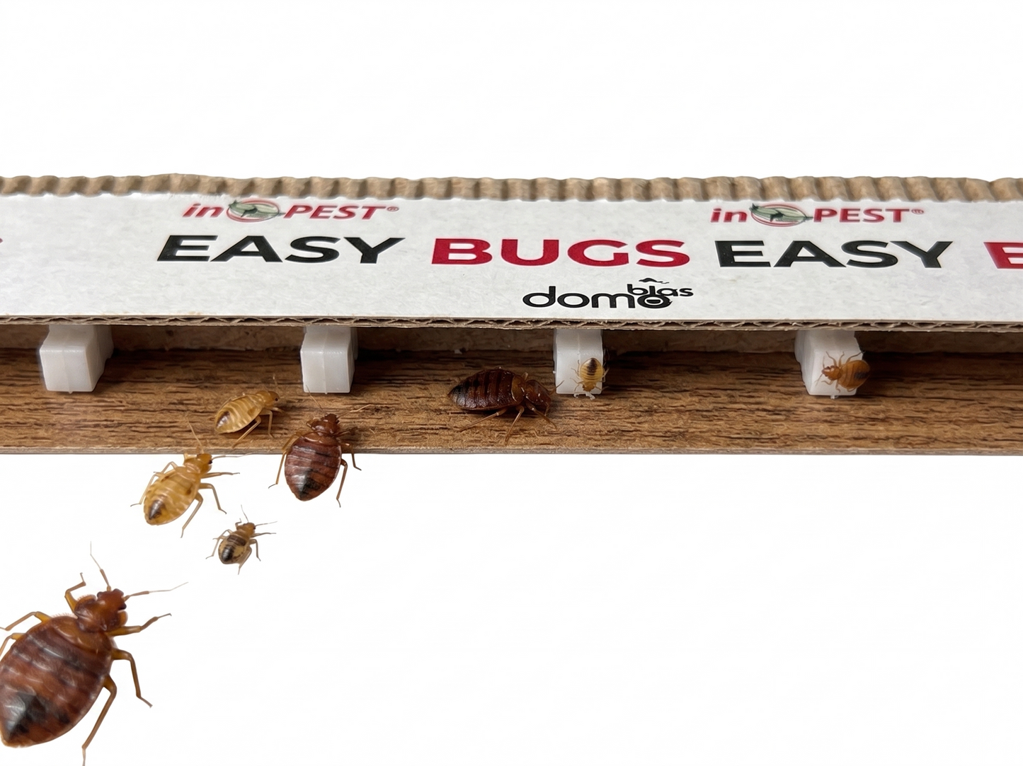 EASY BUGS Bedwantsenvalletjes – 10 stuks