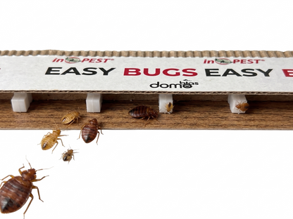 EASY BUGS Bedwantsenvalletjes – 10 stuks